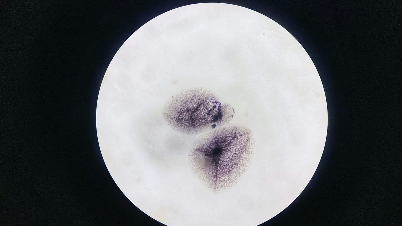 What Is Cellular Senescence and Can You Reverse It?