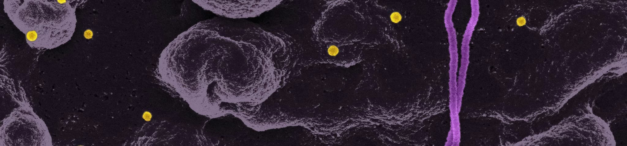 Core Panel - Individual