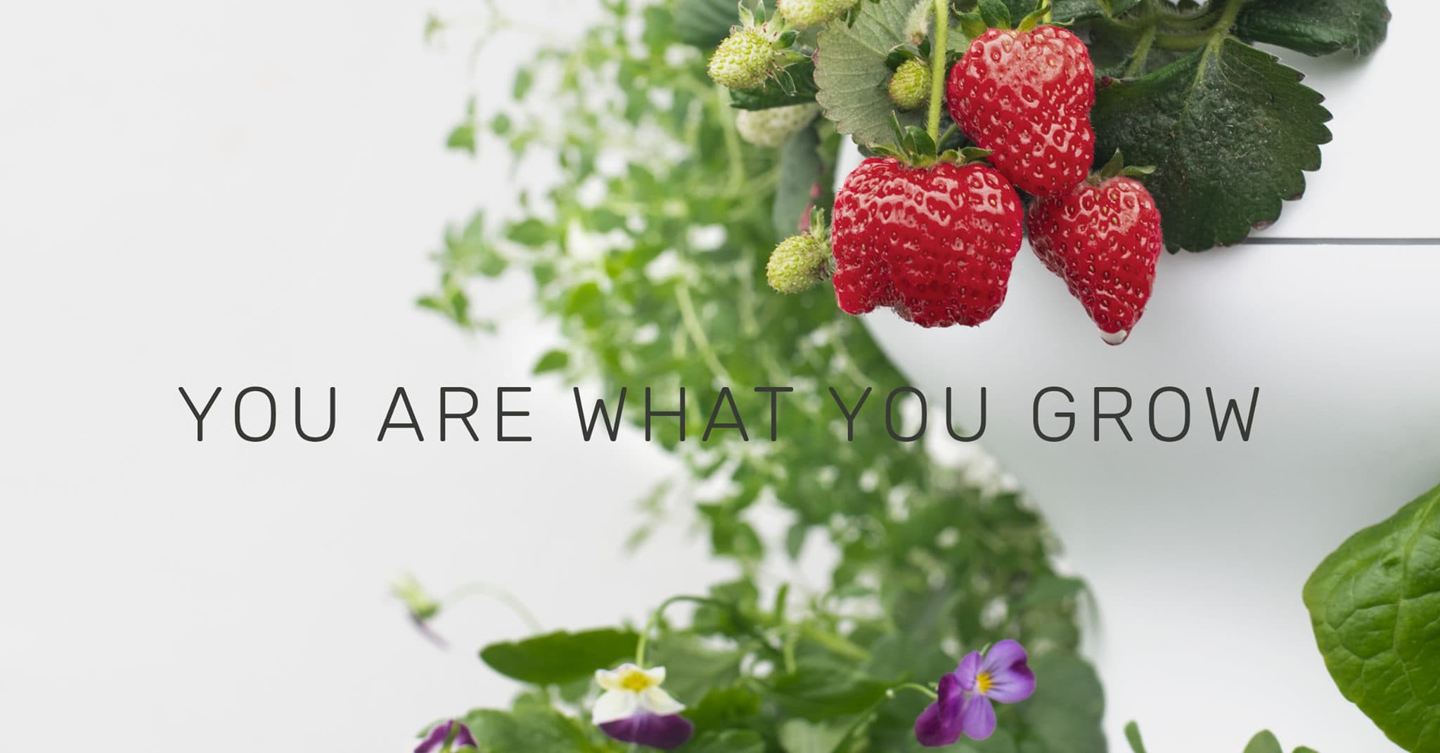 Lettuce Grow cover image